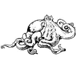着色页: 章鱼 (动物) #18940 - 免费可打印着色页