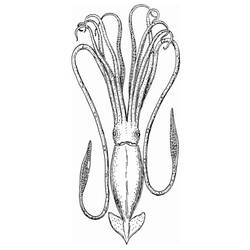 着色页: 章鱼 (动物) #18945 - 免费可打印着色页