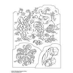 着色页: 章鱼 (动物) #18985 - 免费可打印着色页
