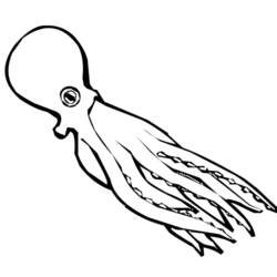 着色页: 章鱼 (动物) #19089 - 免费可打印着色页