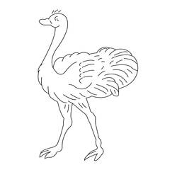 着色页: 鸵鸟 (动物) #684 - 免费可打印着色页