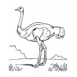 着色页: 鸵鸟 (动物) #752 - 免费可打印着色页