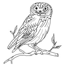 着色页: 猫头鹰 (动物) #8410 - 免费可打印着色页