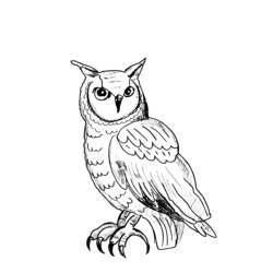 着色页: 猫头鹰 (动物) #8415 - 免费可打印着色页