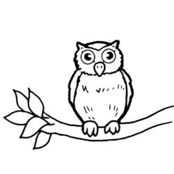 着色页: 猫头鹰 (动物) #8462 - 免费可打印着色页