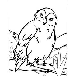 着色页: 猫头鹰 (动物) #8467 - 免费可打印着色页