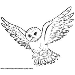 着色页: 猫头鹰 (动物) #8475 - 免费可打印着色页