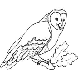 着色页: 猫头鹰 (动物) #8534 - 免费可打印着色页