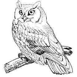 着色页: 猫头鹰 (动物) #8556 - 免费可打印着色页