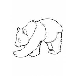 着色页: 熊猫 (动物) #12452 - 免费可打印着色页