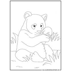 着色页: 熊猫 (动物) #12488 - 免费可打印着色页
