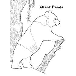 着色页: 熊猫 (动物) #12508 - 免费可打印着色页