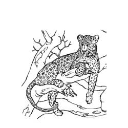 着色页: 豹 (动物) #15566 - 免费可打印着色页