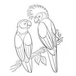 着色页: 鹦鹉 (动物) #16064 - 免费可打印着色页