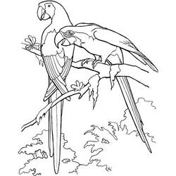 着色页: 鹦鹉 (动物) #16071 - 免费可打印着色页