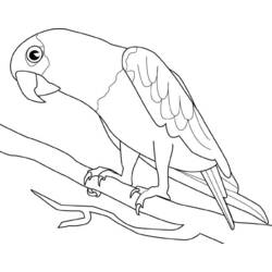 着色页: 鹦鹉 (动物) #16075 - 免费可打印着色页
