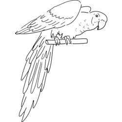 着色页: 鹦鹉 (动物) #16091 - 免费可打印着色页