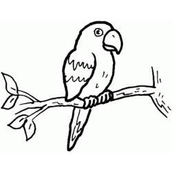 着色页: 鹦鹉 (动物) #16099 - 免费可打印着色页