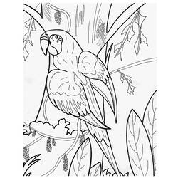 着色页: 鹦鹉 (动物) #16104 - 免费可打印着色页