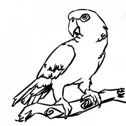 着色页: 鹦鹉 (动物) #16105 - 免费可打印着色页