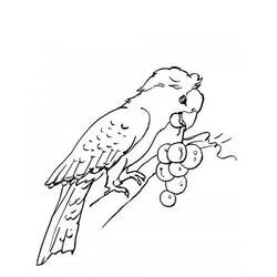 着色页: 鹦鹉 (动物) #16106 - 免费可打印着色页
