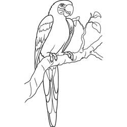 着色页: 鹦鹉 (动物) #16139 - 免费可打印着色页