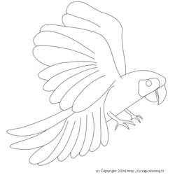 着色页: 鹦鹉 (动物) #16160 - 免费可打印着色页