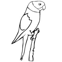 着色页: 鹦鹉 (动物) #16169 - 免费可打印着色页