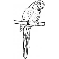 着色页: 鹦鹉 (动物) #16209 - 免费可打印着色页