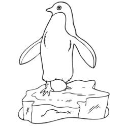 着色页: 企鹅 (动物) #16864 - 免费可打印着色页