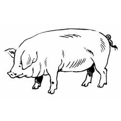 着色页: 猪 (动物) #3596 - 免费可打印着色页