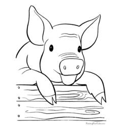 着色页: 猪 (动物) #3605 - 免费可打印着色页