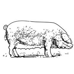 着色页: 猪 (动物) #3733 - 免费可打印着色页