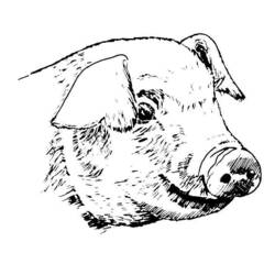 着色页: 猪肉 (动物) #17751 - 免费可打印着色页