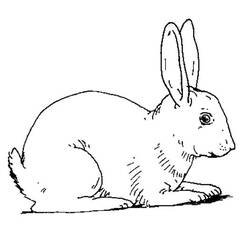 着色页: 兔子 (动物) #9530 - 免费可打印着色页