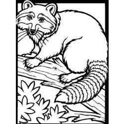 着色页: 狸 (动物) #19991 - 免费可打印着色页