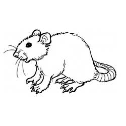 着色页: 鼠 (动物) #15162 - 免费可打印着色页