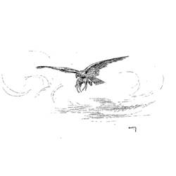 着色页: 乌鸦 (动物) #4316 - 免费可打印着色页