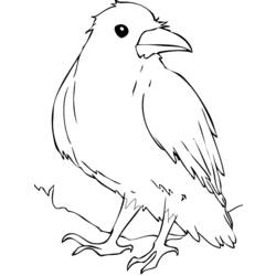 着色页: 乌鸦 (动物) #4357 - 免费可打印着色页
