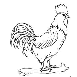 着色页: 公鸡 (动物) #4085 - 免费可打印着色页