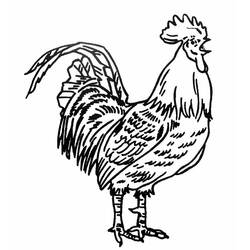 着色页: 公鸡 (动物) #4104 - 免费可打印着色页