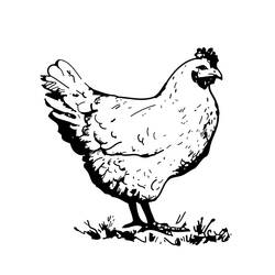 着色页: 公鸡 (动物) #4133 - 免费可打印着色页