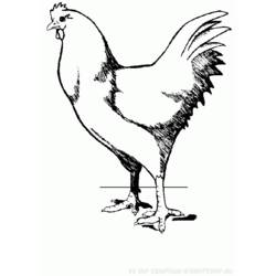 着色页: 公鸡 (动物) #4185 - 免费可打印着色页