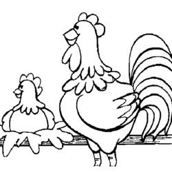 着色页: 公鸡 (动物) #4201 - 免费可打印着色页