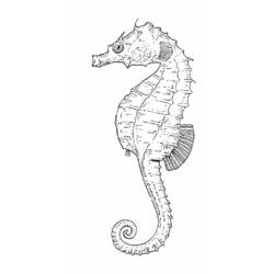 着色页: 海马 (动物) #18672 - 免费可打印着色页