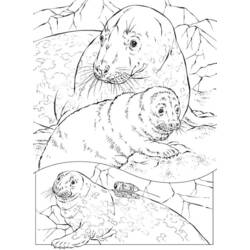着色页: 海豹 (动物) #16275 - 免费可打印着色页