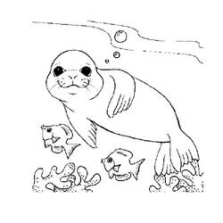 着色页: 海豹 (动物) #16287 - 免费可打印着色页