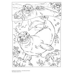着色页: 海豹 (动物) #16291 - 免费可打印着色页