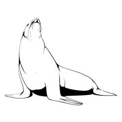 着色页: 海豹 (动物) #16292 - 免费可打印着色页