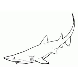 着色页: 鲨鱼 (动物) #14770 - 免费可打印着色页